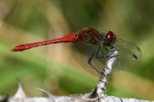 Réf. 236 807 : Sympetrum sanguineum